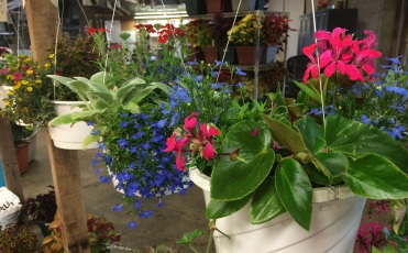 Professionally designed hanging floral baskets with geraniums, lobelia, coleus and more